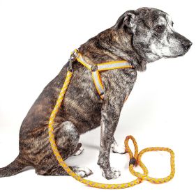 Reflective Stitched Easy Tension Adjustable 2-in-1 Dog Leash and Harness (size: Small)